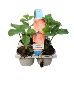 Aardbeien Fragaria x Ananassa Elsanta 6-pack