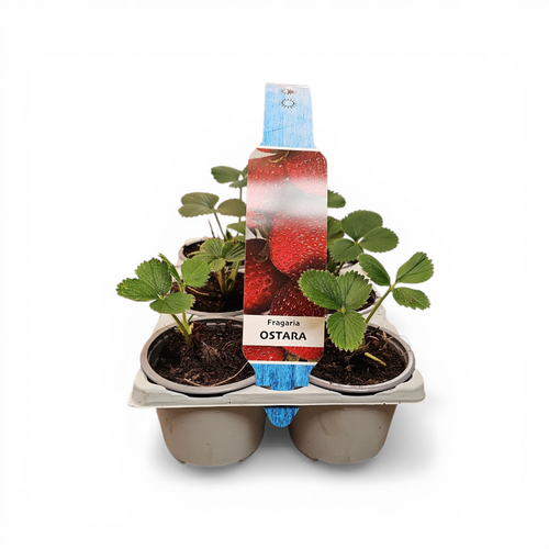 Aardbeien Fragaria x Ananassa Ostara