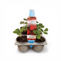 Aardbeien Fragaria x Ananassa Ostara