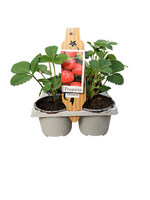 Aardbeien Fragaria x Ananassa Ostara 6-pack