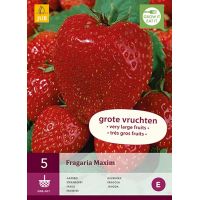 Aardbeienplant maxim