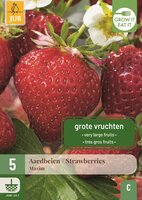 Aardbeienplant maxim