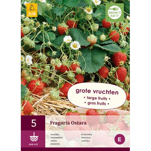 Aardbeienplant Ostara