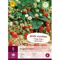 Aardbeienplant Ostara