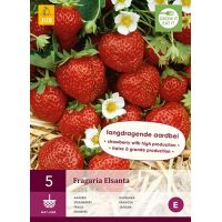 Aardbeienplanten Elsanta