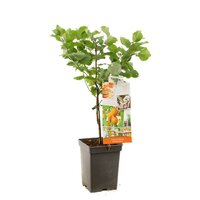 Abrikoos Prunus armeniaca abrikoos patio