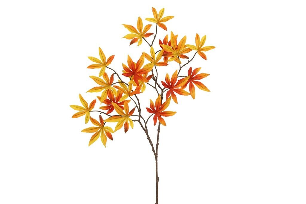 Acer palmatum 70 cm oranje