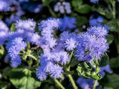 Ageratum / Mexicaantje