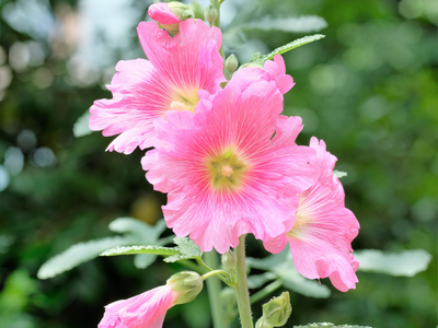 Alcea / Stokroos zaden