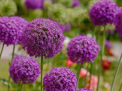 Allium
