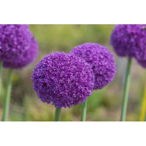 Allium ambassador 1 bol - afbeelding 3