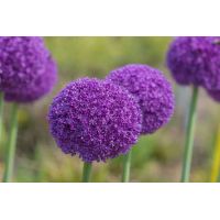 Allium ambassador 1 bol - afbeelding 3