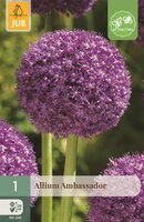 Allium ambassador 1 bol