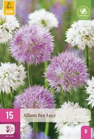 Allium bee love 15 bollen