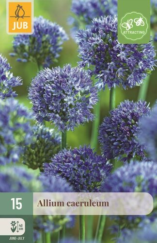 Allium caeruleum 15 bollen - afbeelding 1
