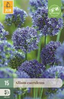 Allium caeruleum 15 bollen