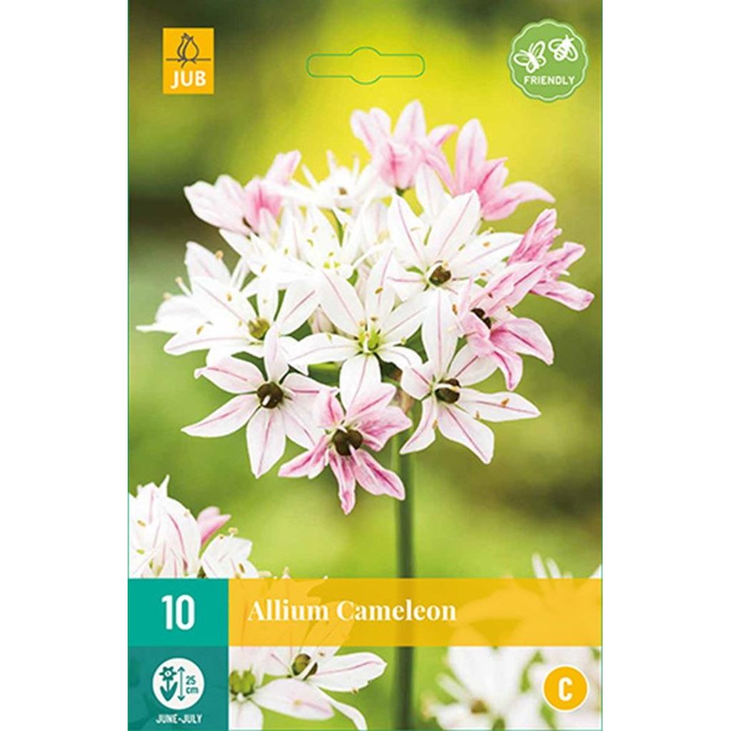 Allium Cameleon 10 bollen