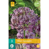 Allium christophii 3 bollen - afbeelding 1