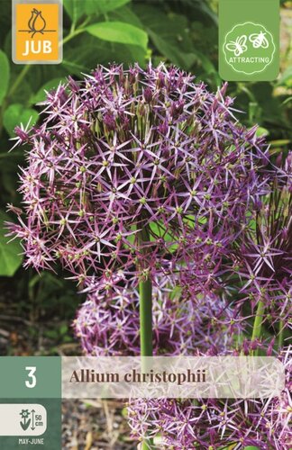 Allium christophii 3 bollen - afbeelding 1