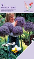 Allium Christophii 7 bollen - afbeelding 2