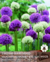 Prins Allium giant mix 3 bollen