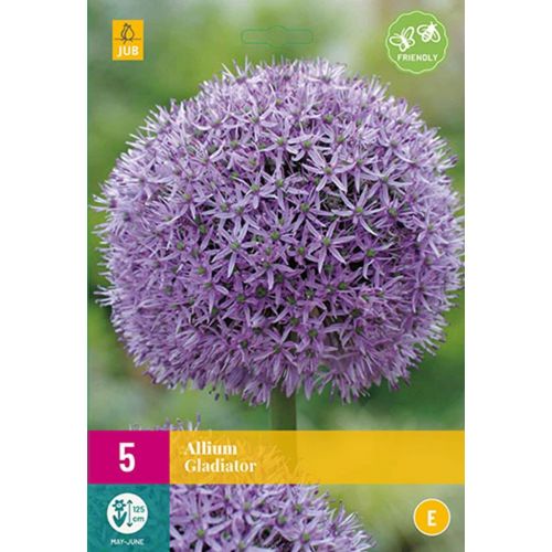 Allium gladiator 5 bollen - afbeelding 1