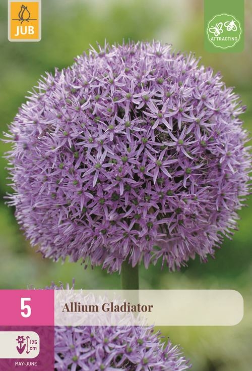Allium gladiator 5 bollen - afbeelding 1
