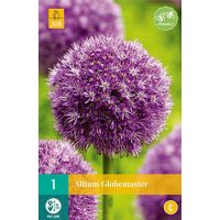 Allium globemaster bol - afbeelding 1