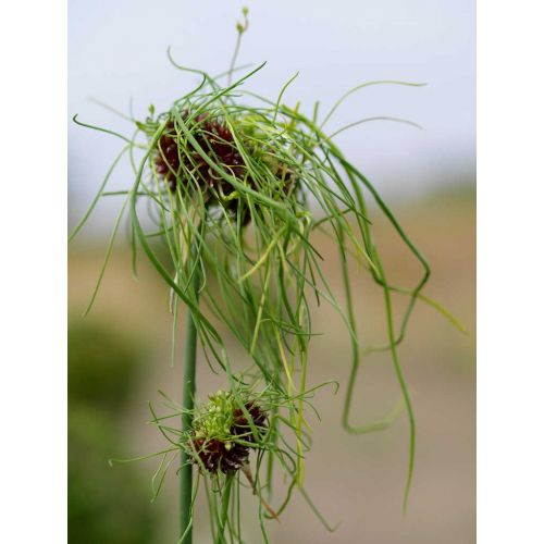 Allium hair 10 bollen - afbeelding 2