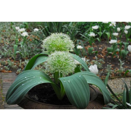 Allium karataviense 5 bollen - afbeelding 2
