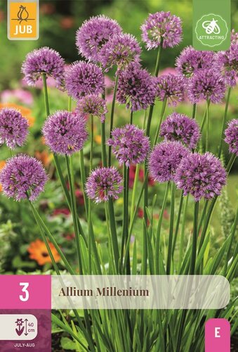 Allium millenium 3 bollen