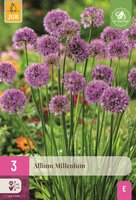 Allium millenium 3 bollen
