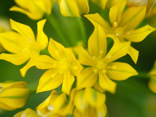 Allium moly 25 bollen - afbeelding 2