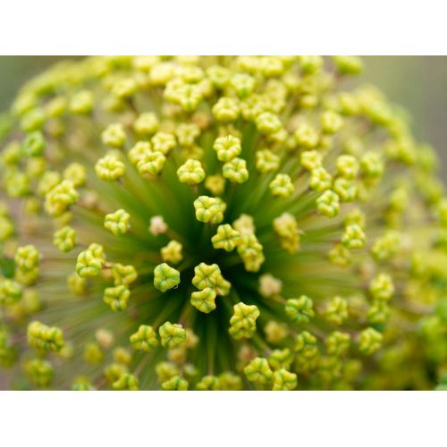 Allium moly 25 bollen - afbeelding 3