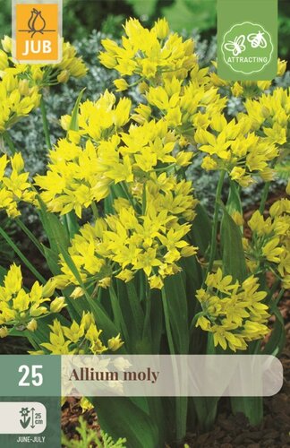 Allium moly 25 bollen - afbeelding 1