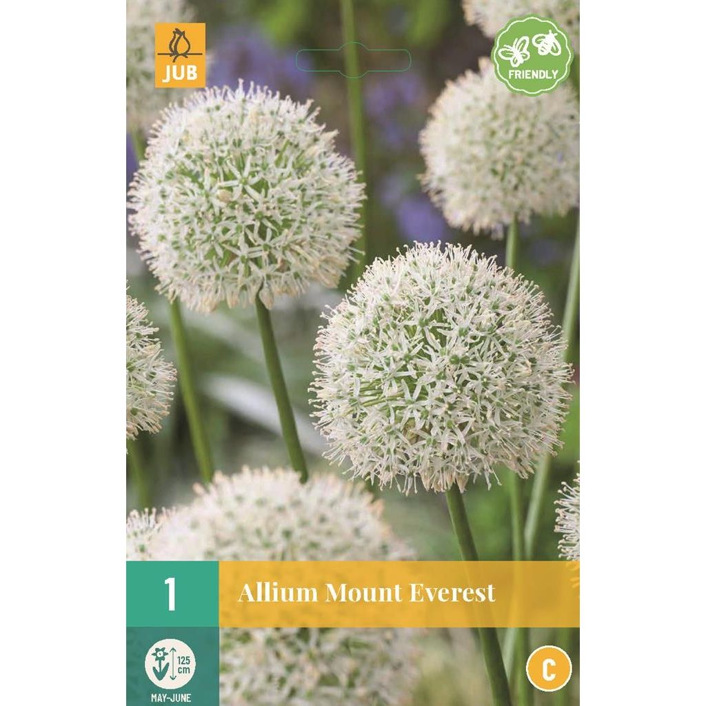 Allium Mount Everest 1 bol