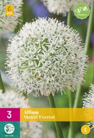 Allium mount everest 3 bollen - afbeelding 1