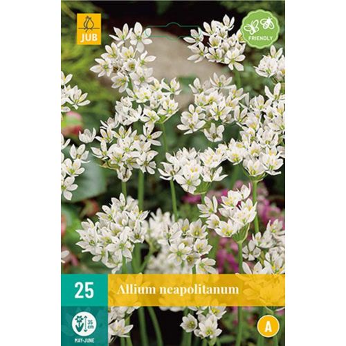 Allium neapolitanum 25 bollen - afbeelding 1