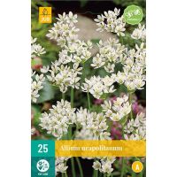 Allium neapolitanum 25 bollen - afbeelding 1