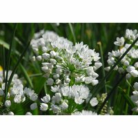 Allium neapolitanum - afbeelding 2