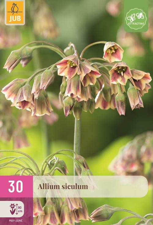 Allium nectaroscordum siculum 30 bollen - afbeelding 1