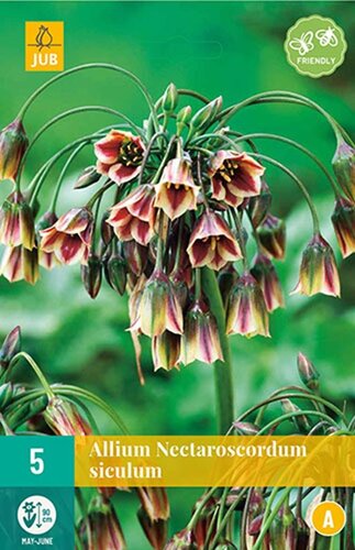 Allium nectaroscordum siculum 5 bollen - afbeelding 1