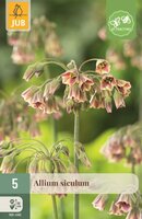 Allium nectaroscordum siculum 5 bollen - afbeelding 1