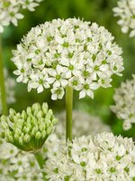 Allium nigrum 5 bollen - afbeelding 2