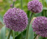 Allium party balloons 1 bol - afbeelding 2