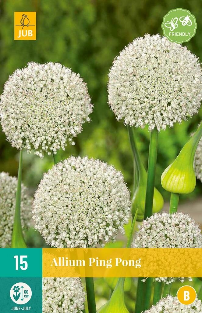 Allium Ping Pong 15 bollen