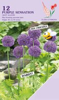 Allium Purple Sensation 12 bollen - afbeelding 3