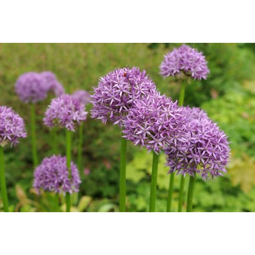Allium purple sensation 5 bollen - afbeelding 2