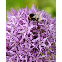 Allium purple sensation 5 bollen - afbeelding 3