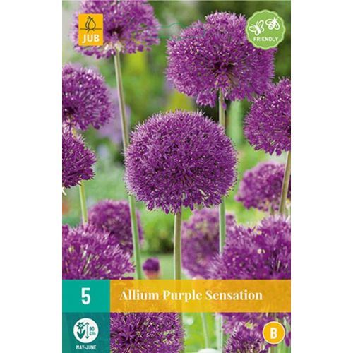 Allium purple sensation 5 bollen - afbeelding 1